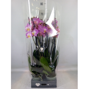 Phalaenopsis  'Ant Split'