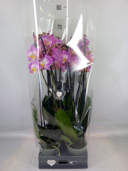 <h4>Phalaenopsis  'Ant Split'</h4>