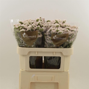 Statice Apricot Sun Birds | Heavy Quality