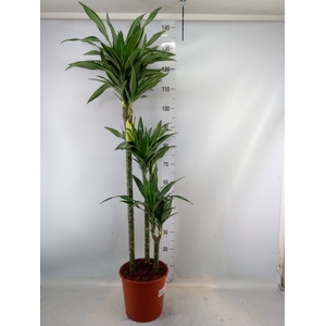 Dracaena fr de 'Ulises'