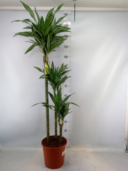 <h4>Dracaena fr de 'Ulises'</h4>