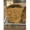KRANS CONIFEER 55