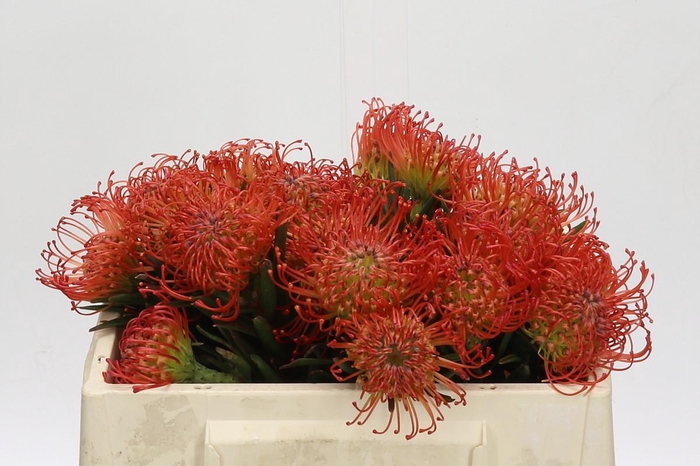 <h4>Nutans Succession</h4>