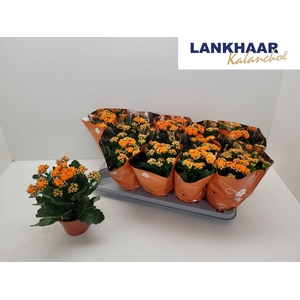 KAL GE PERFECTA ORAN