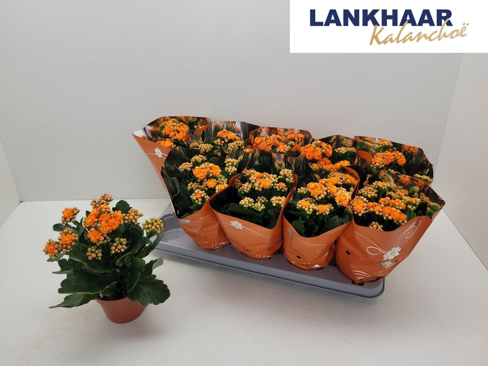 <h4>KAL GE PERFECTA ORAN</h4>