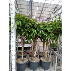Ficus binn. 'Amstel King'