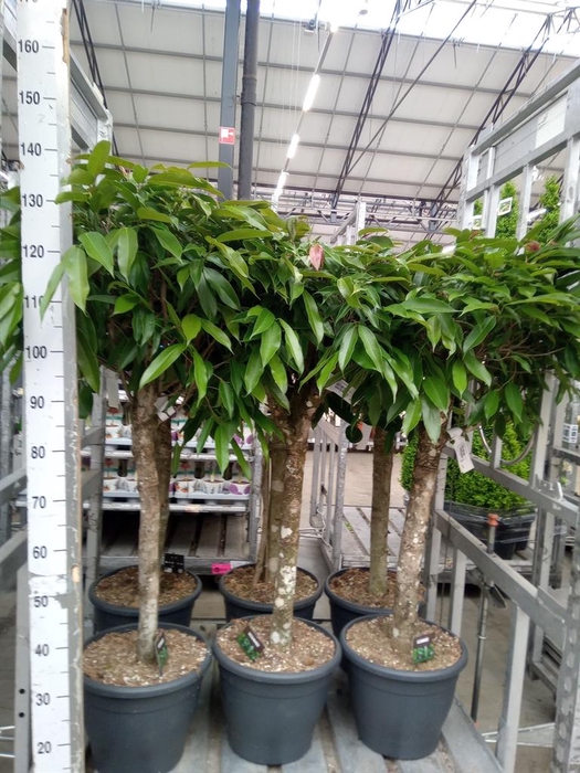 <h4>Ficus binn. 'Amstel King'</h4>