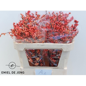 ILEX VE OUDIJ ORANGE