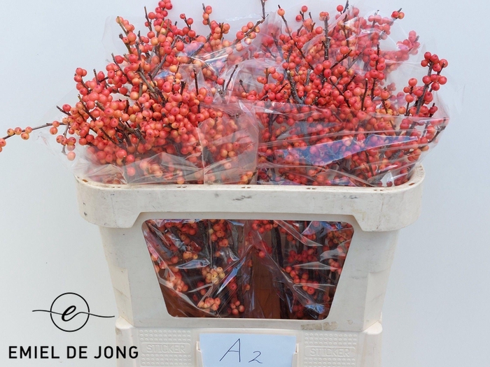 <h4>ILEX VE OUDIJ ORANGE</h4>