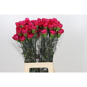 Dianthus St Zepellin