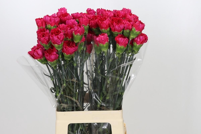 <h4>Dianthus St Zepellin</h4>