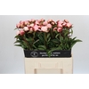 Paeonia Gardenia