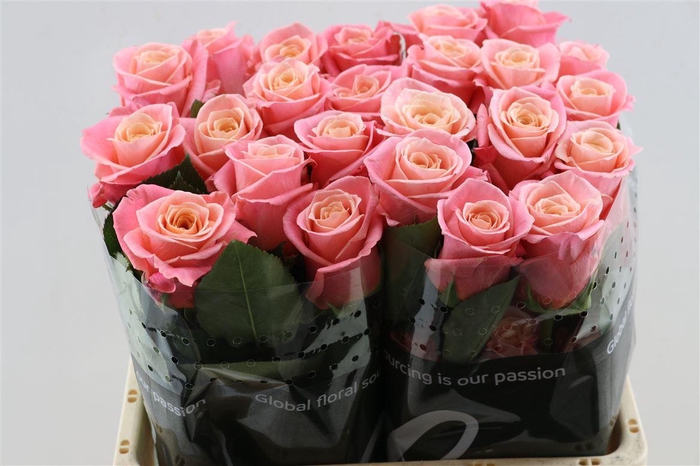 <h4>R Gr Miss Piggy</h4>