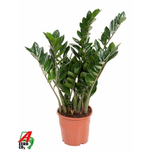 Zamioculcas zamiifolia