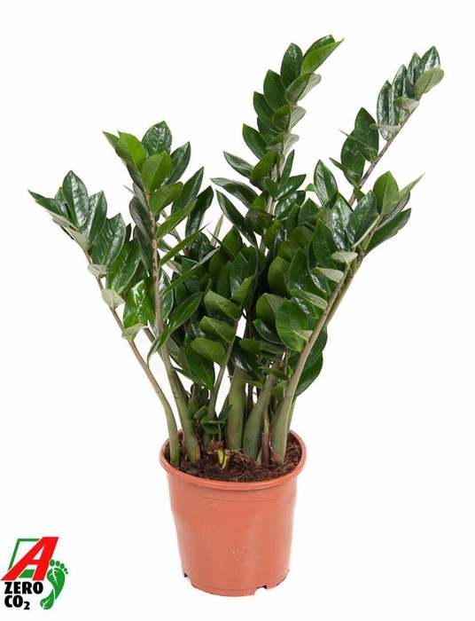 <h4>Zamioculcas zamiifolia</h4>
