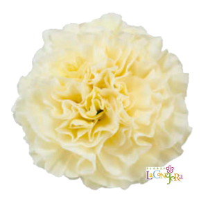 Di St Polimnia Cream 75cm CO
