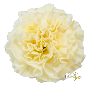 <h4>Di St Polimnia Cream 75cm CO</h4>