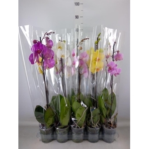 Phalaenopsis   ...mix  5