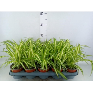 Chlorophytum com. 'Variegatum'