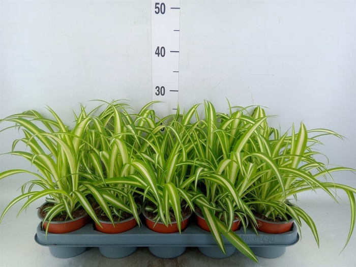 <h4>Chlorophytum com. 'Variegatum'</h4>