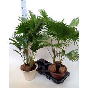 Livistona rotundifolia 23Ø 70cm 2pp