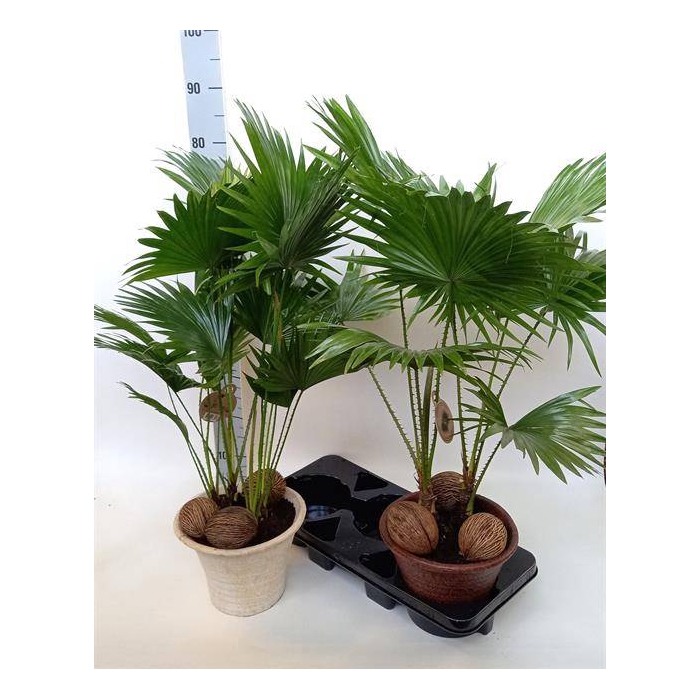 <h4>Livistona rotundifolia 23Ø 70cm 2pp</h4>
