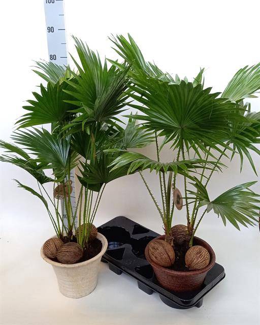 Livistona rotundifolia 23Ø 70cm 2pp