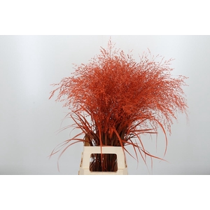 Panicum Warrior Kl Bh Halloween Orange