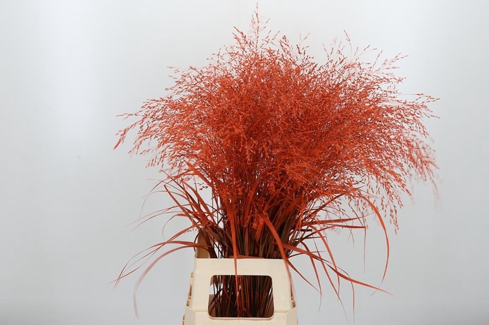 <h4>Panicum Warrior Kl Bh Halloween Orange</h4>