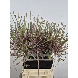 ALLIUM SHUBERTTI