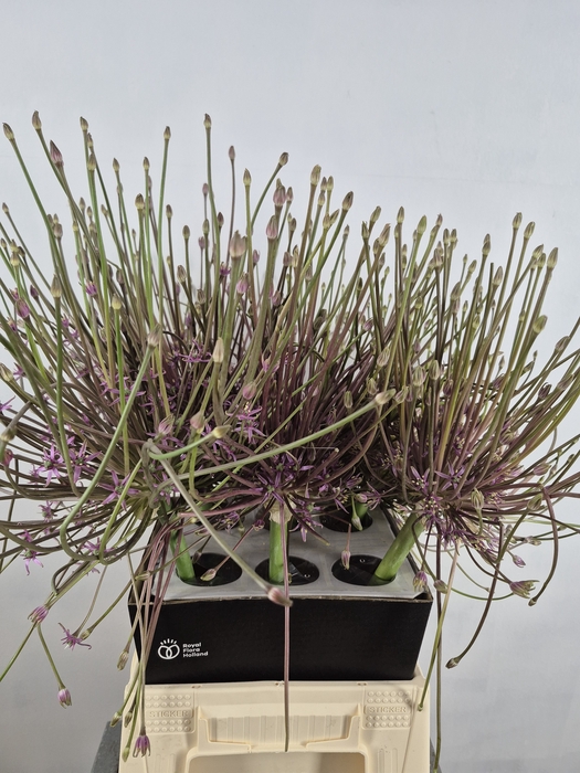 ALLIUM SHUBERTTI