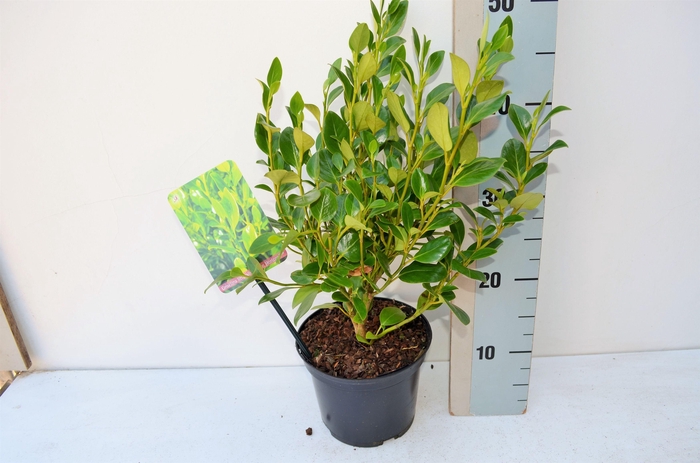 <h4>Griselina Littoralis 'Green Horizon'</h4>