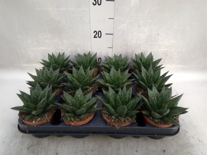 Gasteria  'D Due'