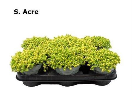 <h4>Sedum Acre Yellow Queen</h4>