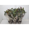 BEGONIA MACULATA P15 PO