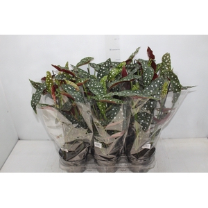 BEGONIA MACULATA P15 PO