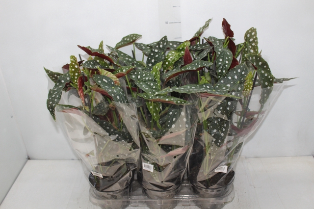 <h4>BEGONIA MACULATA P15 PO</h4>