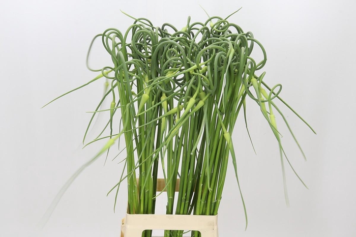 <h4>Allium Sativum Ophioscorodon</h4>