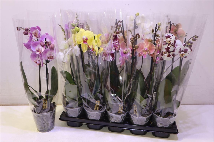 <h4>arr8 Phal Gem 5 Kl</h4>