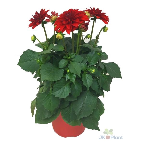 <h4>Dahlia Miscellaneous Grp Dahlinova Hypnotica Red</h4>