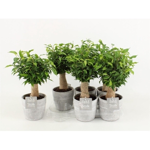 Ficus Be Natasja Keramiek Stone Look