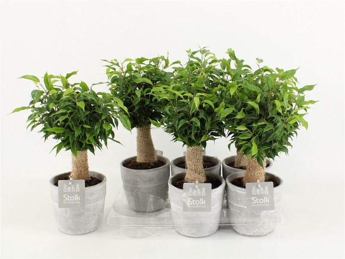 <h4>Ficus Be Natasja Keramiek Stone Look</h4>