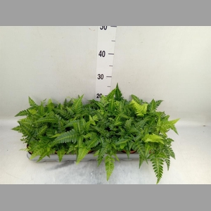 Athyrium   ...