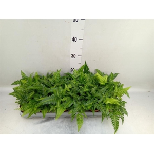 Athyrium   ...