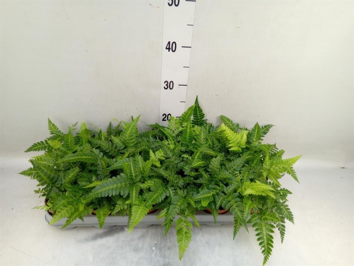 <h4>Athyrium   ...</h4>
