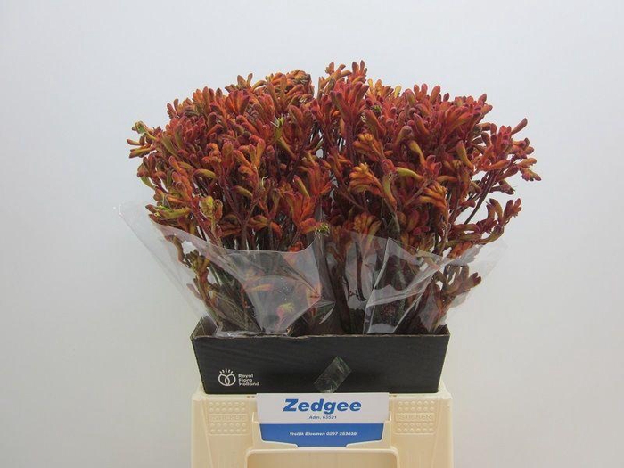 <h4>ANIGOZ SIENNA GOLD</h4>