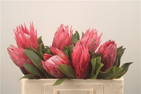 <h4>Protea Madiba</h4>