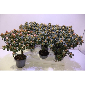 arr8 Rhodo Bicolor Op Stam