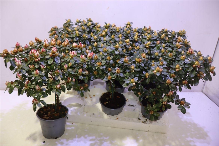 <h4>arr8 Rhodo Bicolor Op Stam</h4>