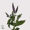 Mentha Leaves Per Bunch